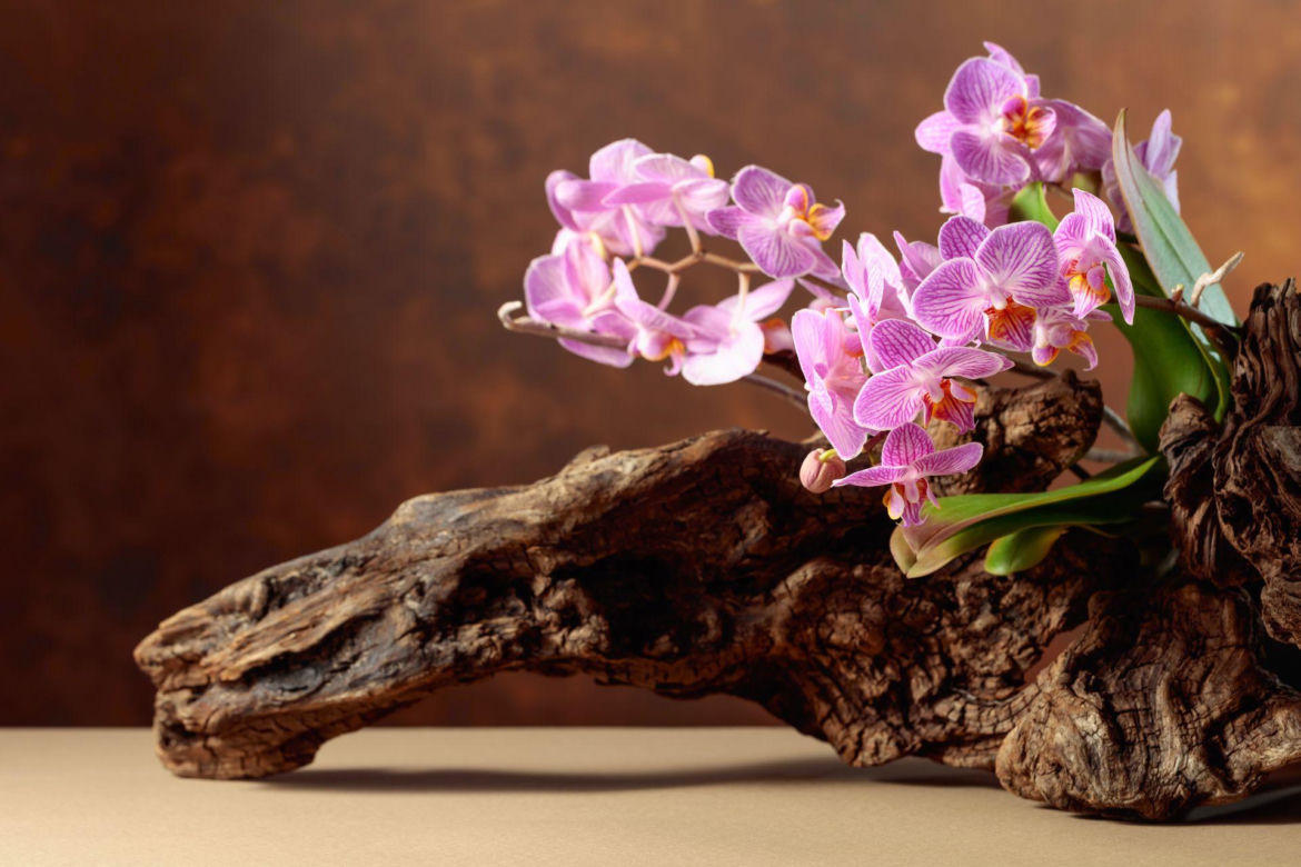 Storczyk Phalaenopsis