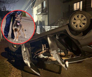 Dachował i uciekł. Nie wiedział, że znajdzie go Wafel