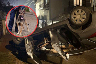 Dachował i uciekł. Nie wiedział, że znajdzie go Wafel