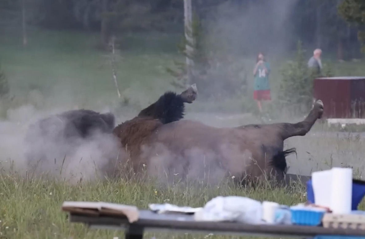 Atak bizona w Parku Narodowym Yellowstone