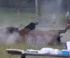 Atak bizona w Parku Narodowym Yellowstone