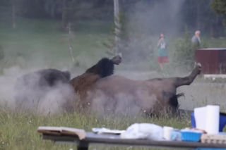 Atak bizona w Parku Narodowym Yellowstone