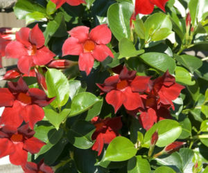 Mandewilla/Dipladenia