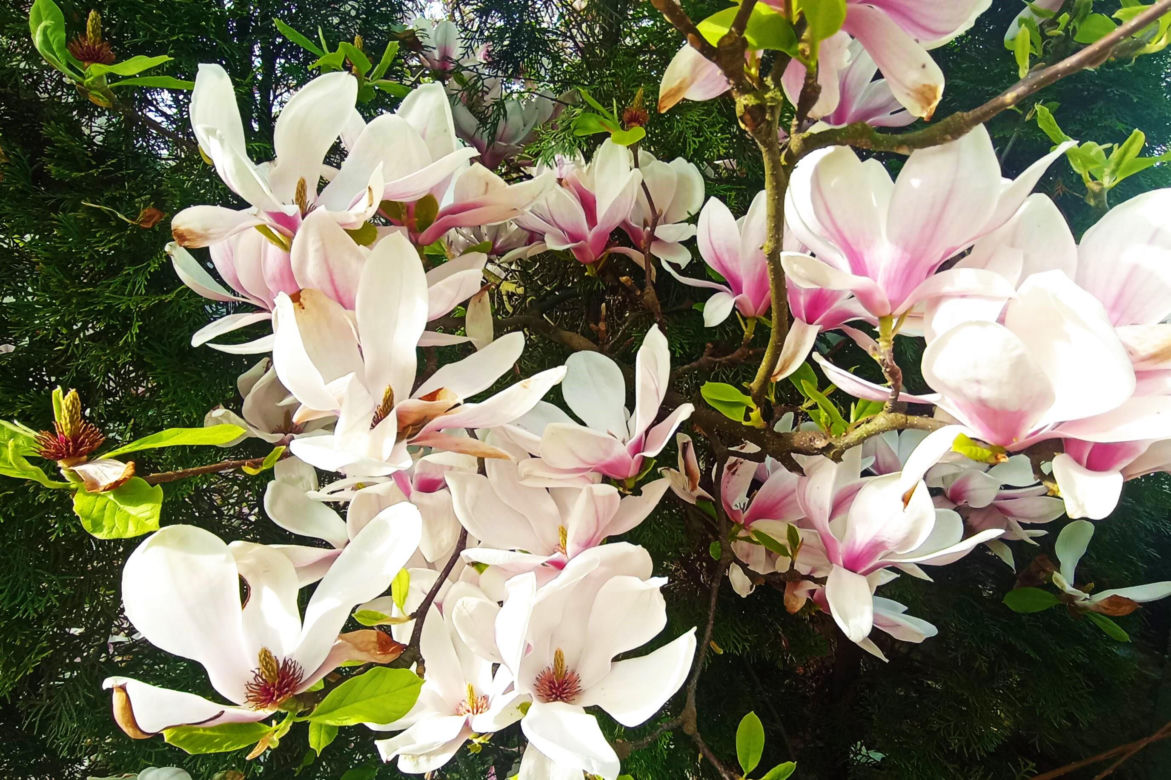 Magnolie w Szczecinie