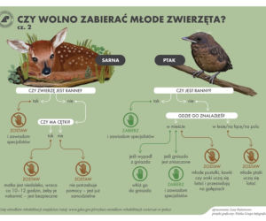 samotne zwierzęta w lesie