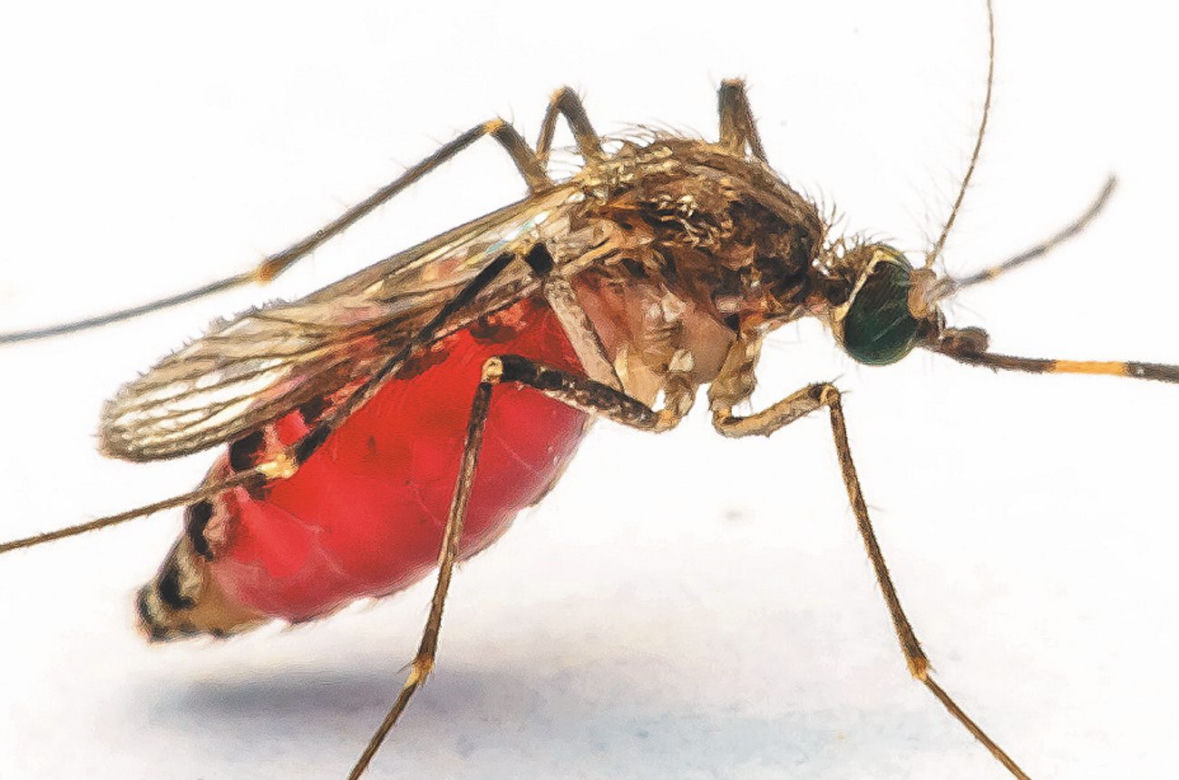 Atak krwiopijców