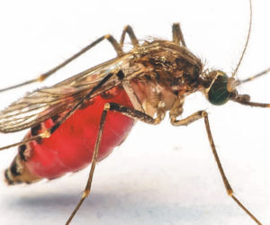 Atak krwiopijców