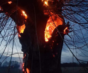 Pod Bydgoszczą ktoś podpalił drzewo. Zobaczcie zdjęcia!