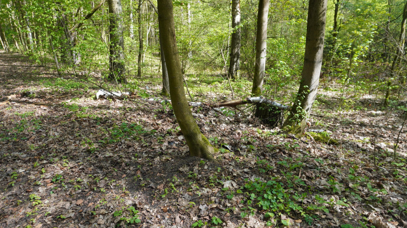 Leży w pobliżu centrum Olsztyna i wygląda bajecznie wiosną. Zobacz piękny rezerwat Mszar [ZDJĘCIA]