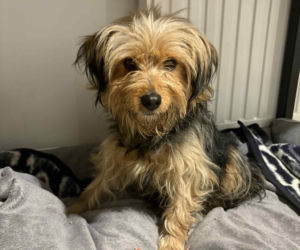 Niezwykła podróż Tofinki. Uciekła ze schroniska w Krakowie, odnalazła się 130 km dalej