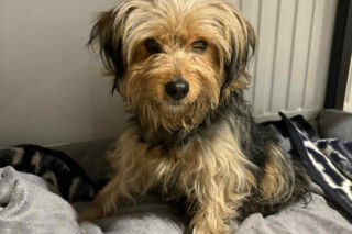 Niezwykła podróż Tofinki. Uciekła ze schroniska w Krakowie, odnalazła się 130 km dalej