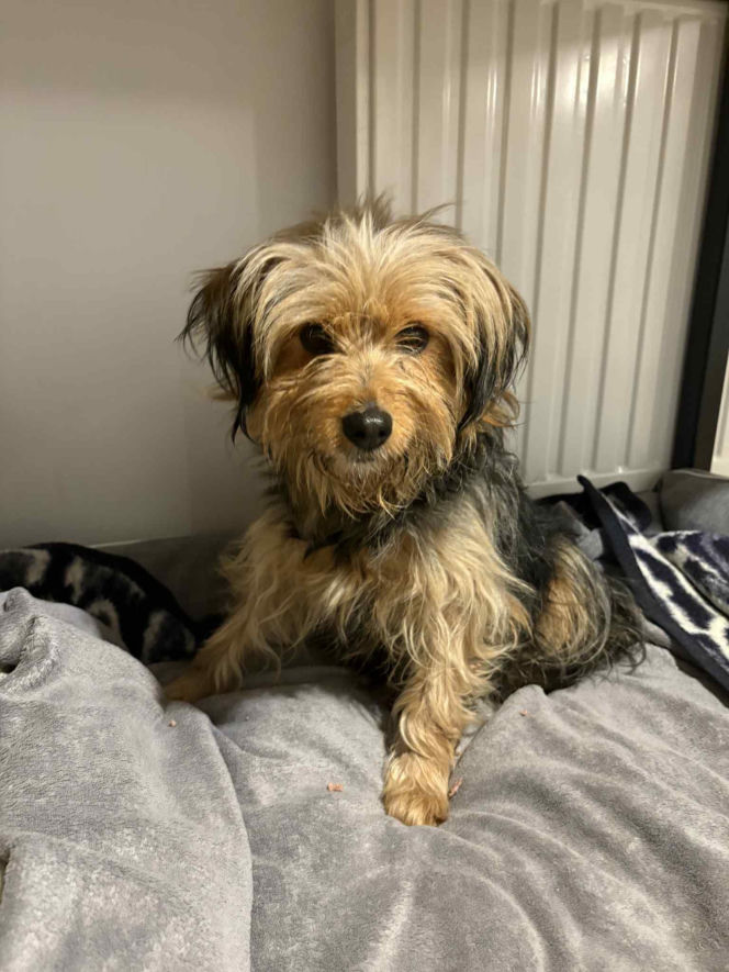 Niezwykła podróż Tofinki. Uciekła ze schroniska w Krakowie, odnalazła się 130 km dalej