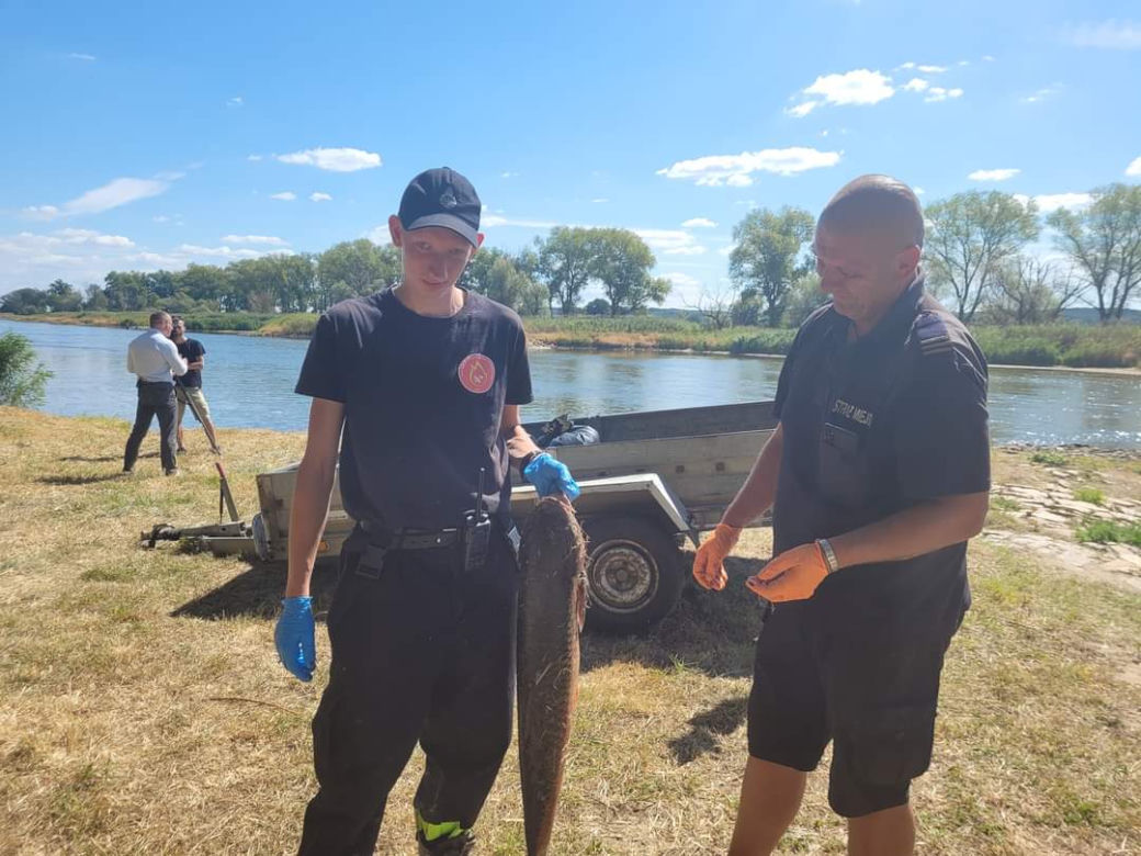 Katastrofa ekologiczna na Odrze. Śnięte ryby 