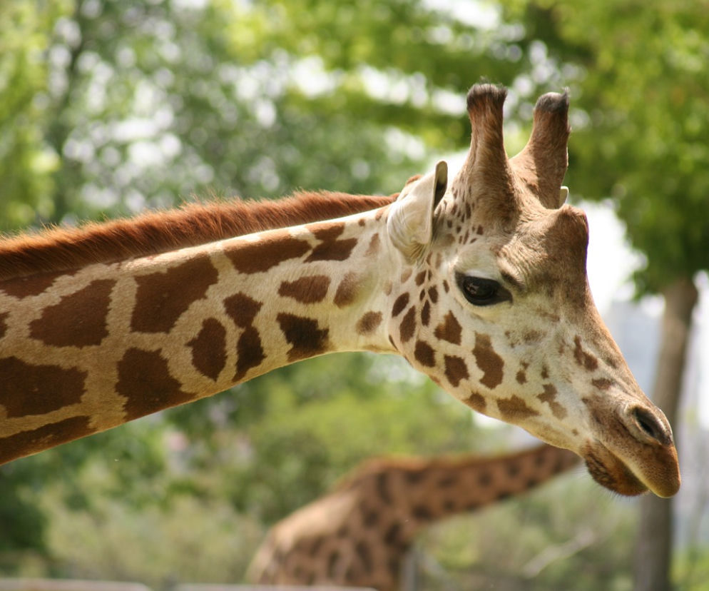 Wrocławskie zoo czynne jest przez 365 dni w roku