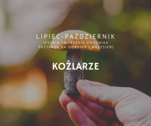 Kalendarz grzybiarza. Kiedy jest sezon na poszczególne grzyby?