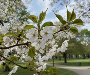 Pogoda na weekend w Kielcach 3-5 kwietnia. Temperatury podskoczą do 17 stopni Celsjusza