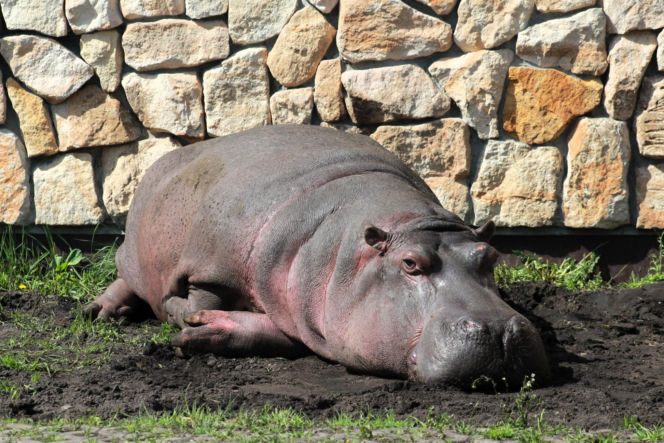 Hipopotamica Pelagia