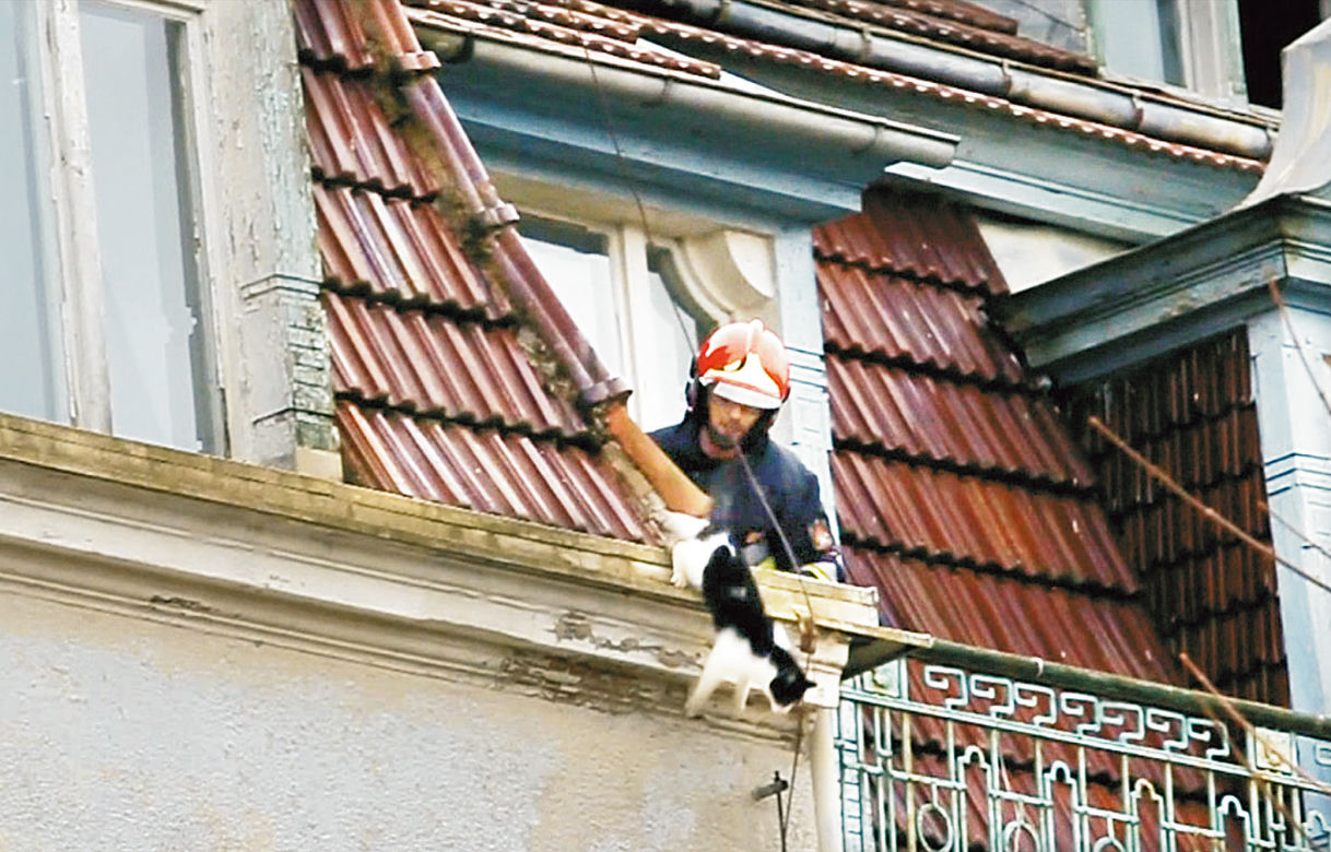 Kot to przeżył