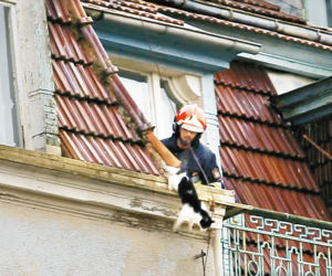 Kot to przeżył