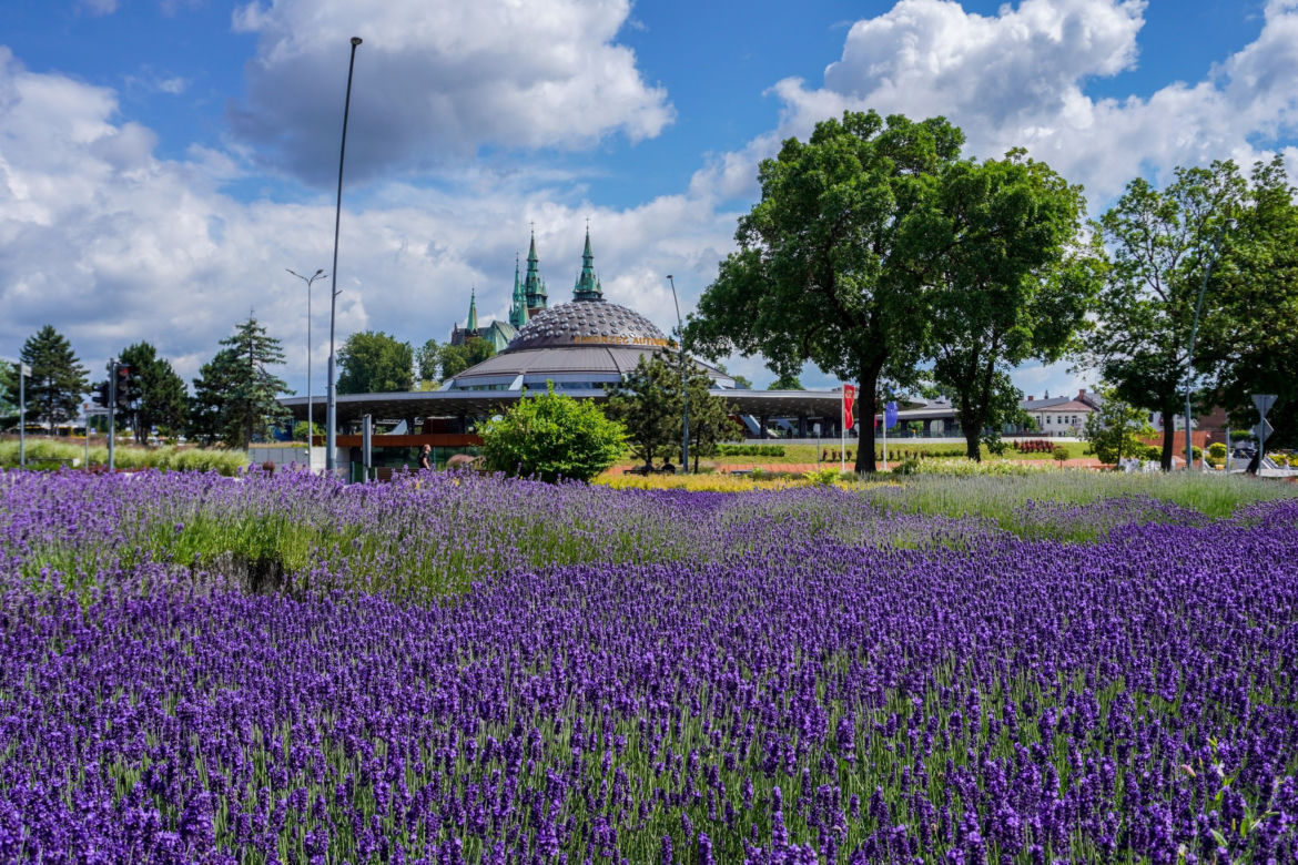 Nowe kwiaty i rośliny w Kielcach. Zobacz jak wyglądają