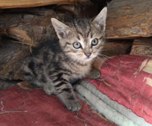 Wolnożyjące koty w Lesznie: jak im pomóc