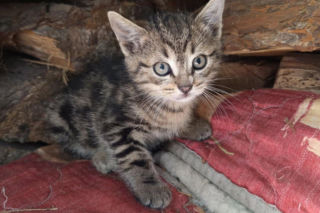 Dzień Kota w Lesznie. Wolnożyjące koty potrzebują naszej pomocy