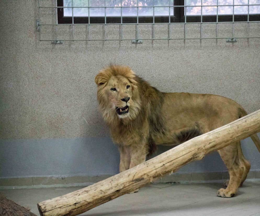 Śląskie ZOO ma nowego mieszkańca. To lew Moxico. Zastąpił zmarłego Bolka