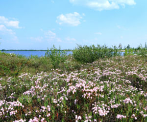 Modrzewnica pospolita