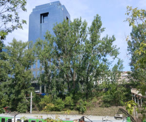 Porządkowanie terenu przy ul. Chmielnej 75 w Warszawie