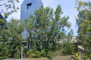 Porządkowanie terenu przy ul. Chmielnej 75 w Warszawie