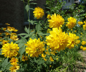 Rudbekia naga