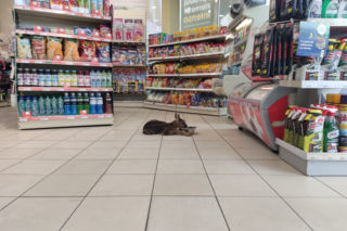 Sarna na stacji benzynowej tankowała... wodę