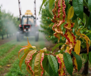Oprysk na kędzierzawość brzoskwini 