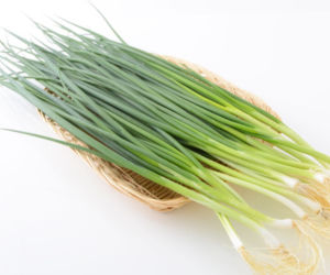 Cebula siedmiolatka