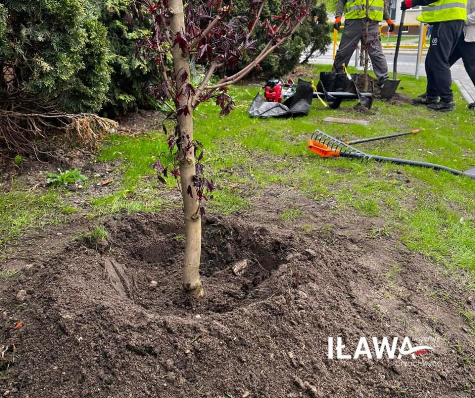 Dzień Ziemi w Iławie: Zielono w przedszkolu, zielono przy iławskich chodnikach i ulicach