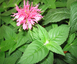 Pysznogłówka dwoista 'Pink Lace'