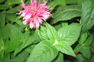 Pysznogłówka dwoista 'Pink Lace'= Pysznogłówka szkarłatna 'Pink Lace' - Monarda didyma 'Pink Lace'