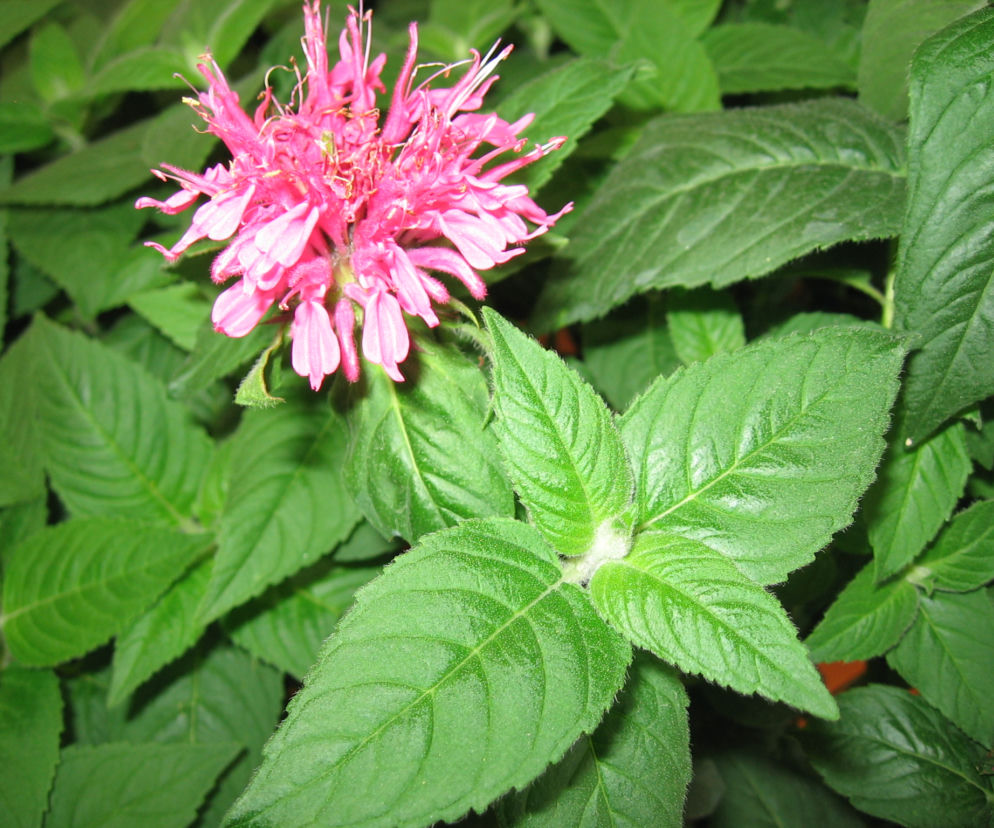 Pysznogłówka dwoista 'Pink Lace'