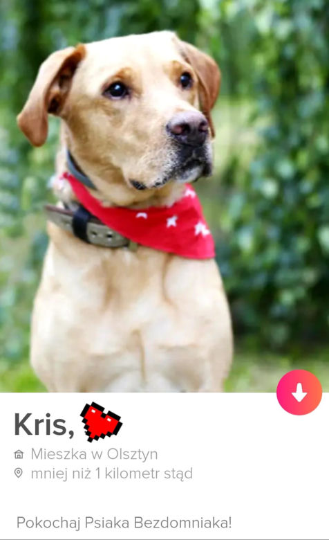 Bezdomne psiaki szukają nowego domu na Tinderze. To nowa akcja organizacji "Bieg na sześć łap"