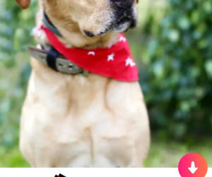 Bezdomne psiaki szukają nowego domu na Tinderze. To nowa akcja organizacji Bieg na sześć łap
