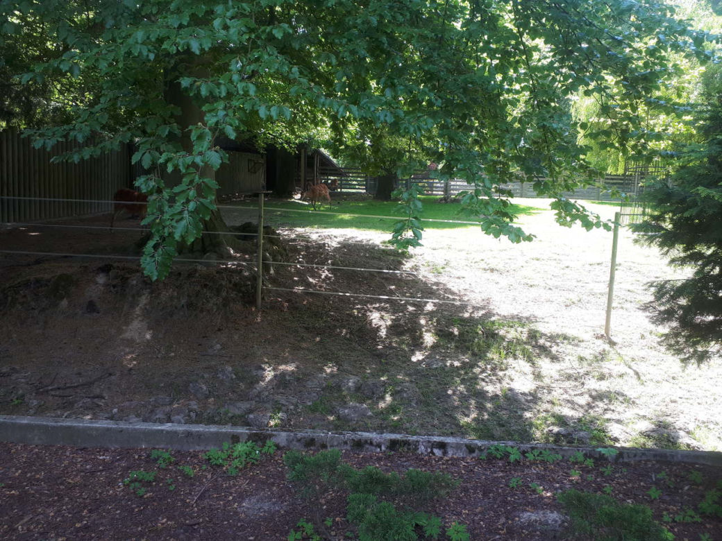Krakowskie ZOO wznowiło działanie i zaprasza do odwiedzin