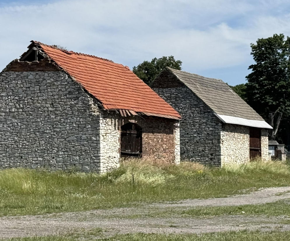 Zespół zabytkowych stodół w Żarkach, zbudowanych z białego wapienia z elementami czerwonej cegły i spadzistymi dachami. Obiekty otacza wysoka trawa i drzewa, ukazując architektoniczny fenomen Jury Krakowsko-Częstochowskiej. Więcej o ich historii przeczytasz na Architektura Murator Plus.