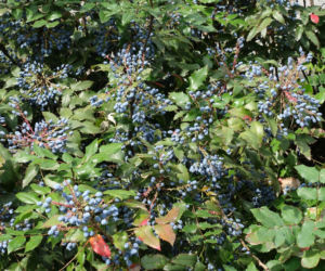 Mahonia pospolita