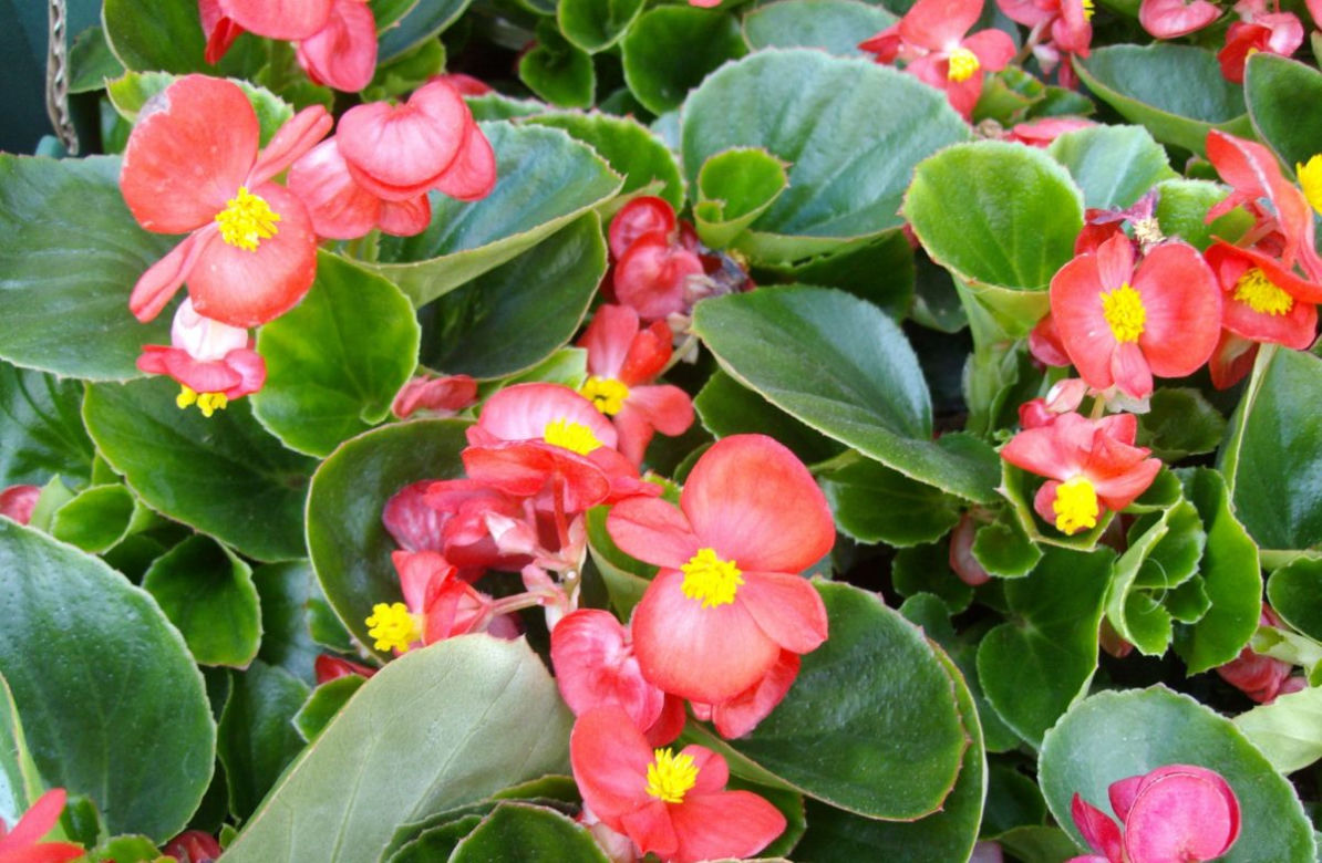 Begonia