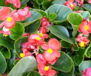 Begonia