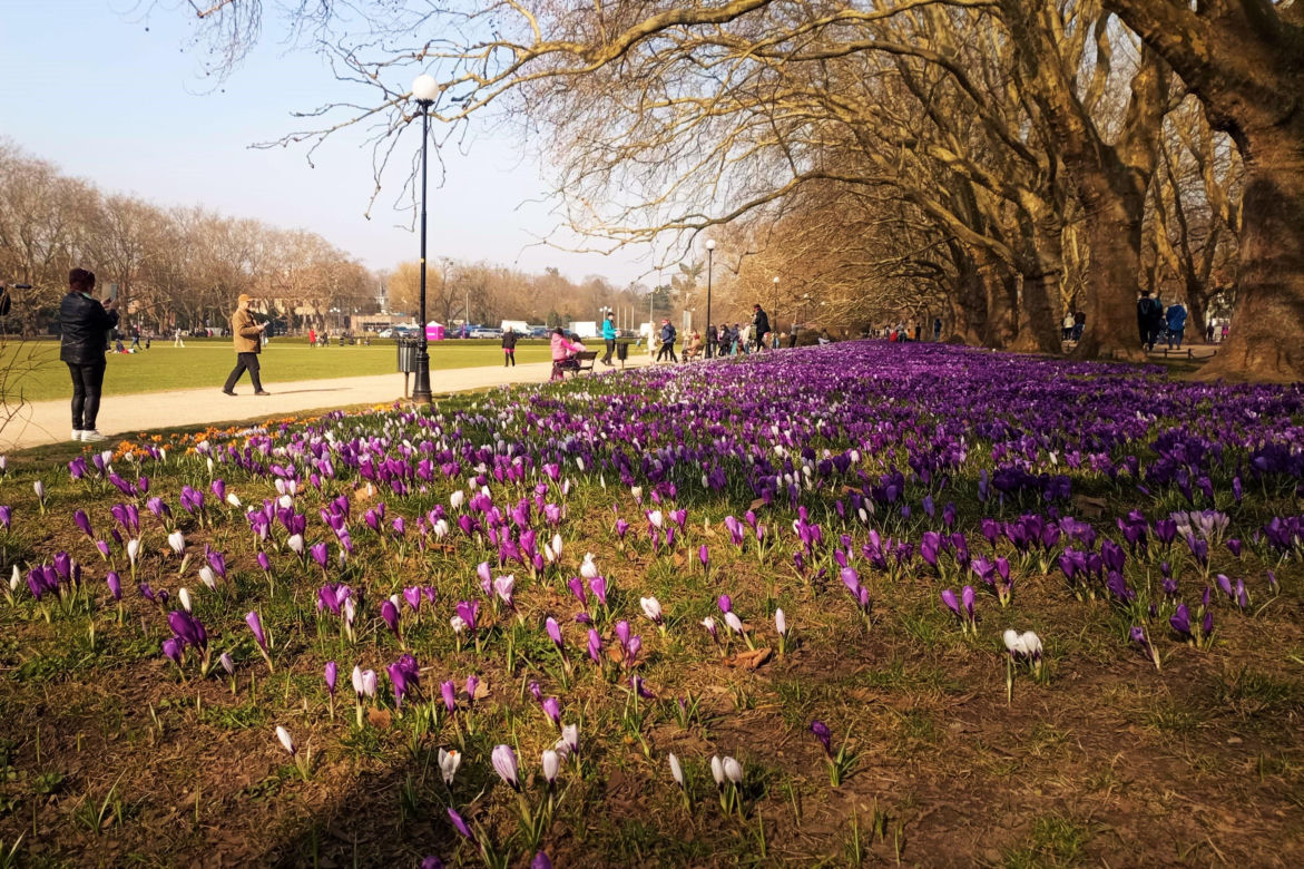 Krokusy na Jasnych Błoniach