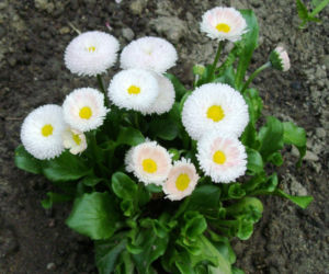 stokrotki