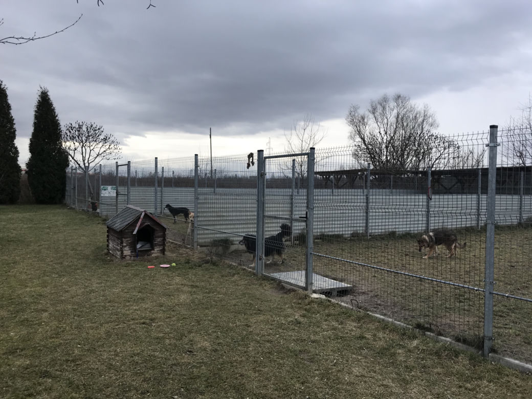 Dzień otwarty w lubelskim schronisku