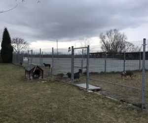 Dzień otwarty w lubelskim schronisku