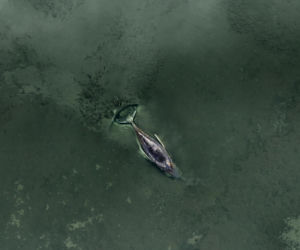 Humbak utknął u północnych wybrzeży Niemiec